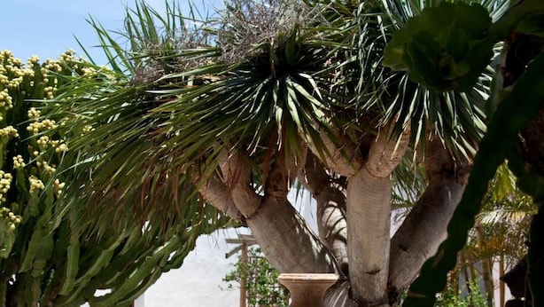 Un jardín con un árbol grande, una fuente de piedra y flores rojas.