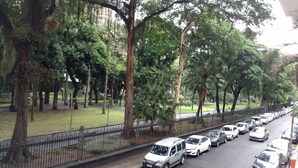 Vários carros estacionados numa rua arborizada.