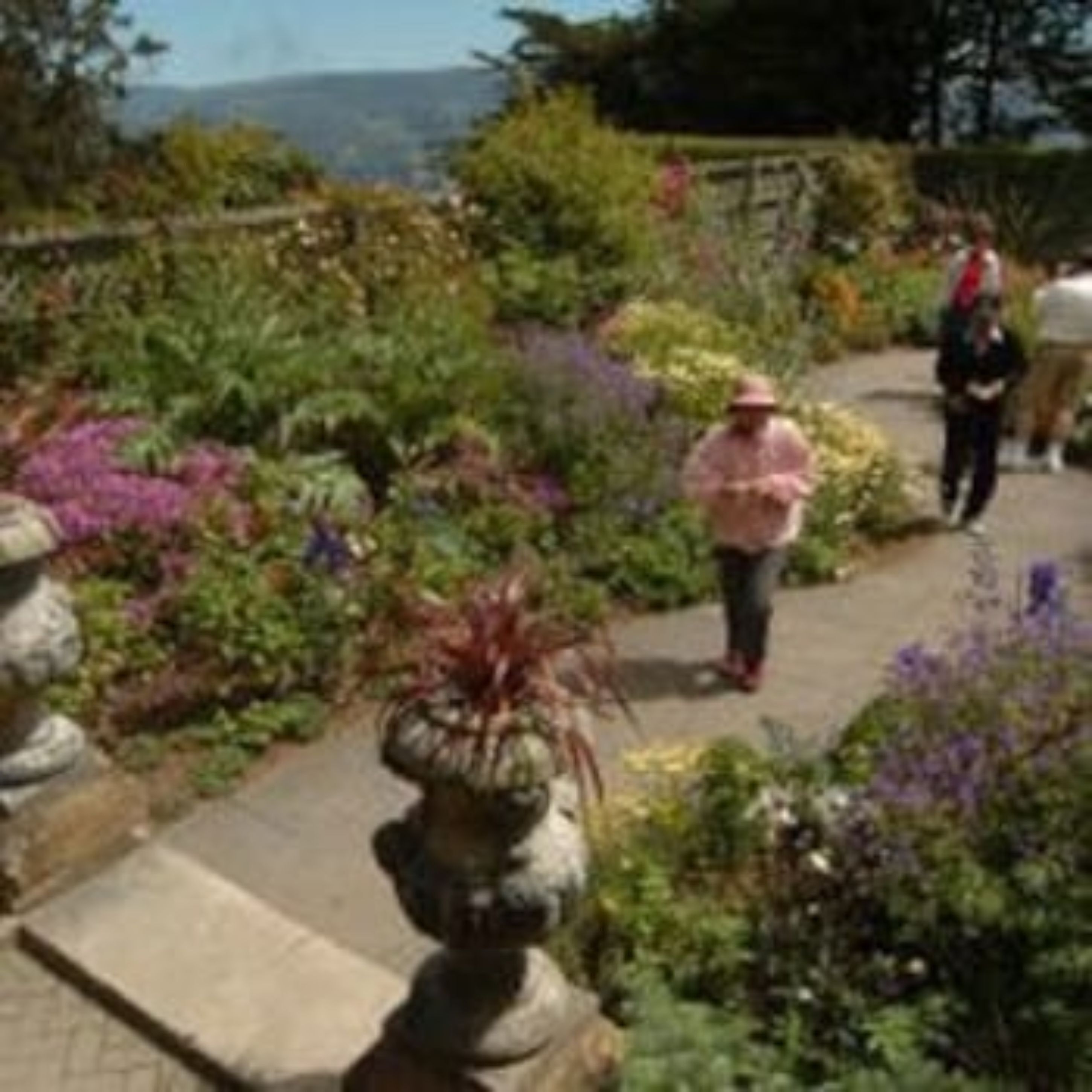 A garden pathway with various plants and a statue.