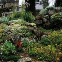 Un jardín con diversas plantas y rocas.