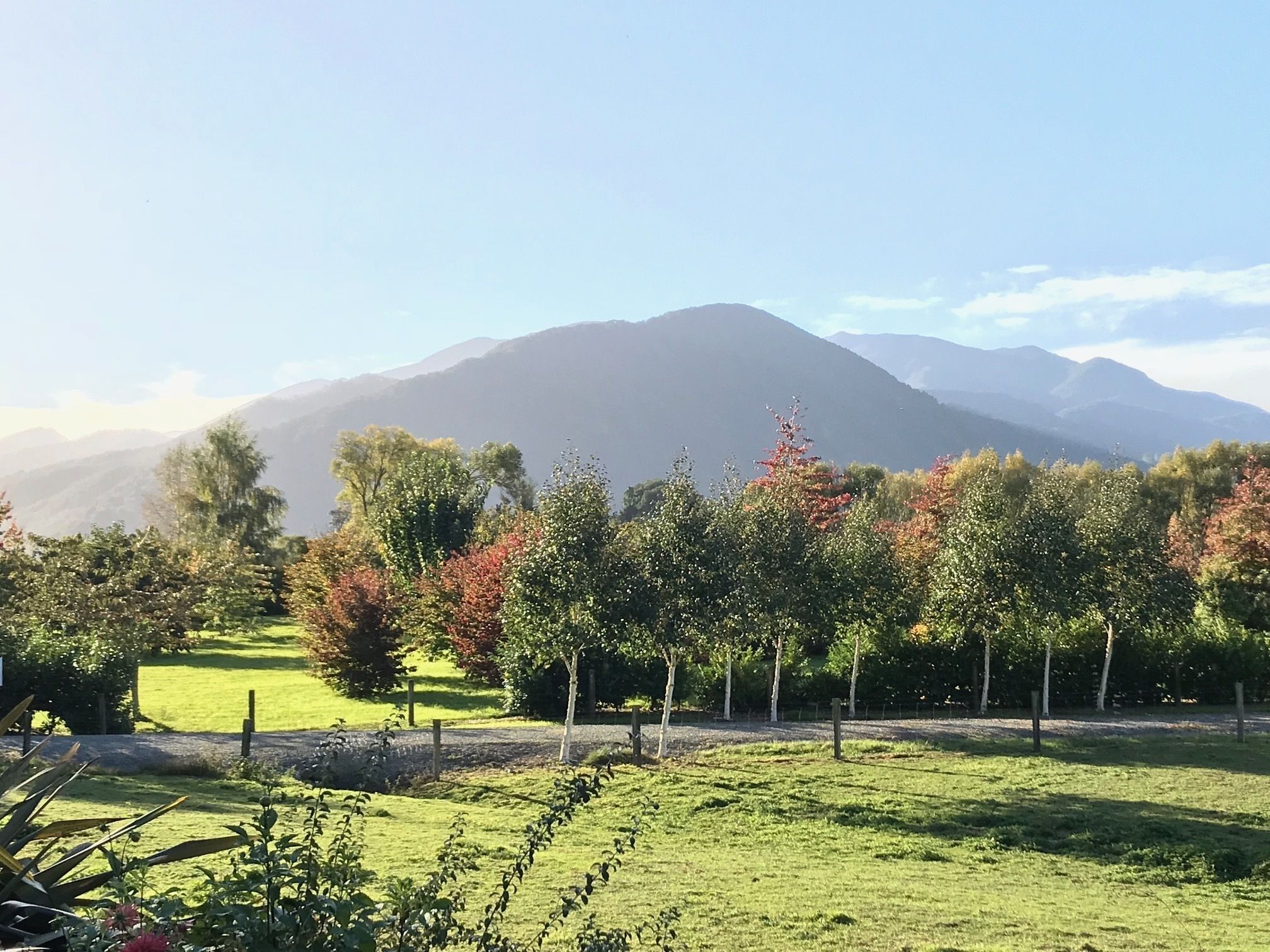 Un campo cubierto de hierba, con árboles y una montaña al fondo.