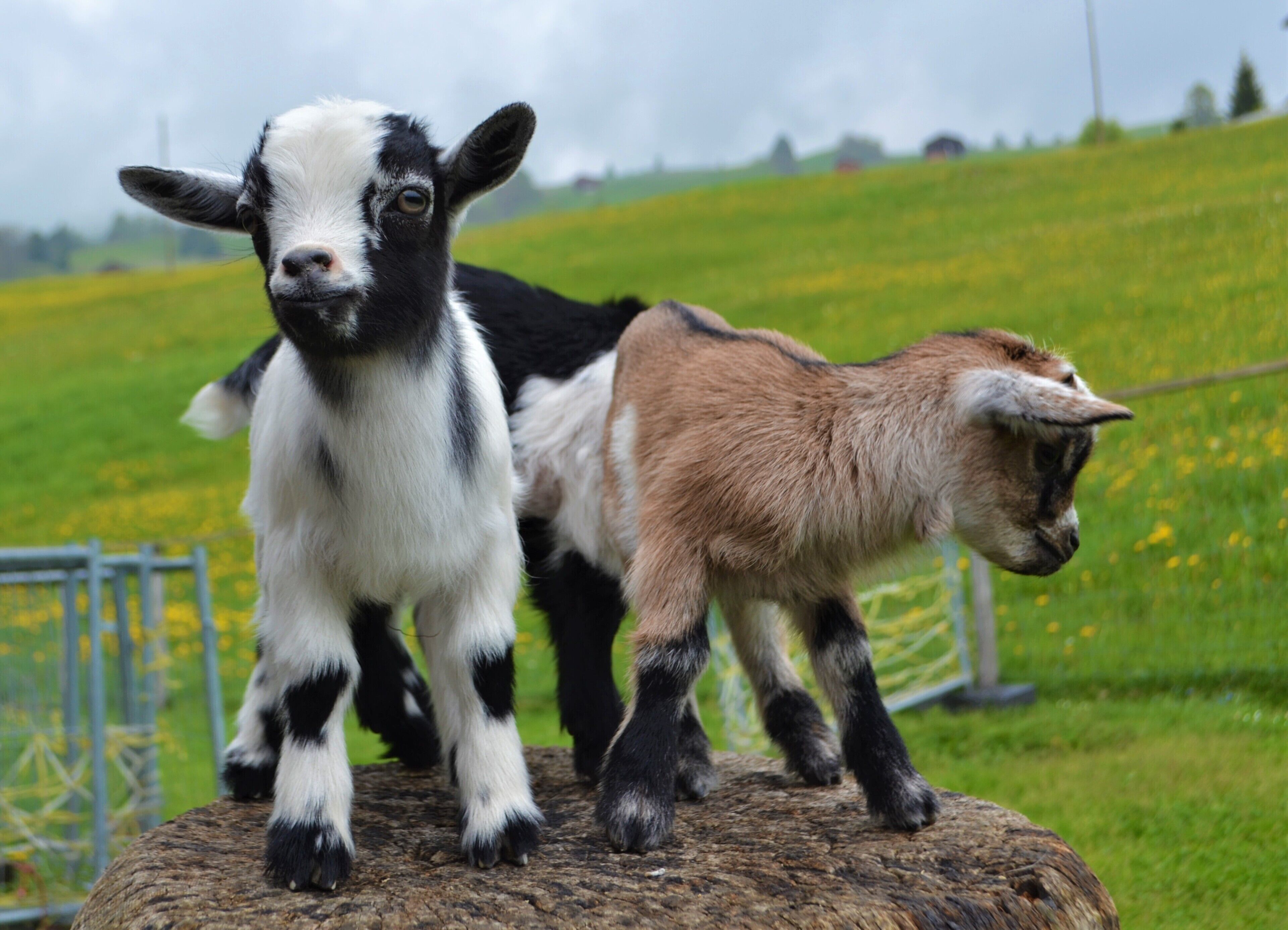 Two goats standing on a rock with a green field and a metal fence in the background.