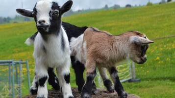 Two goats standing on a rock with a green field and a metal fence in the background.