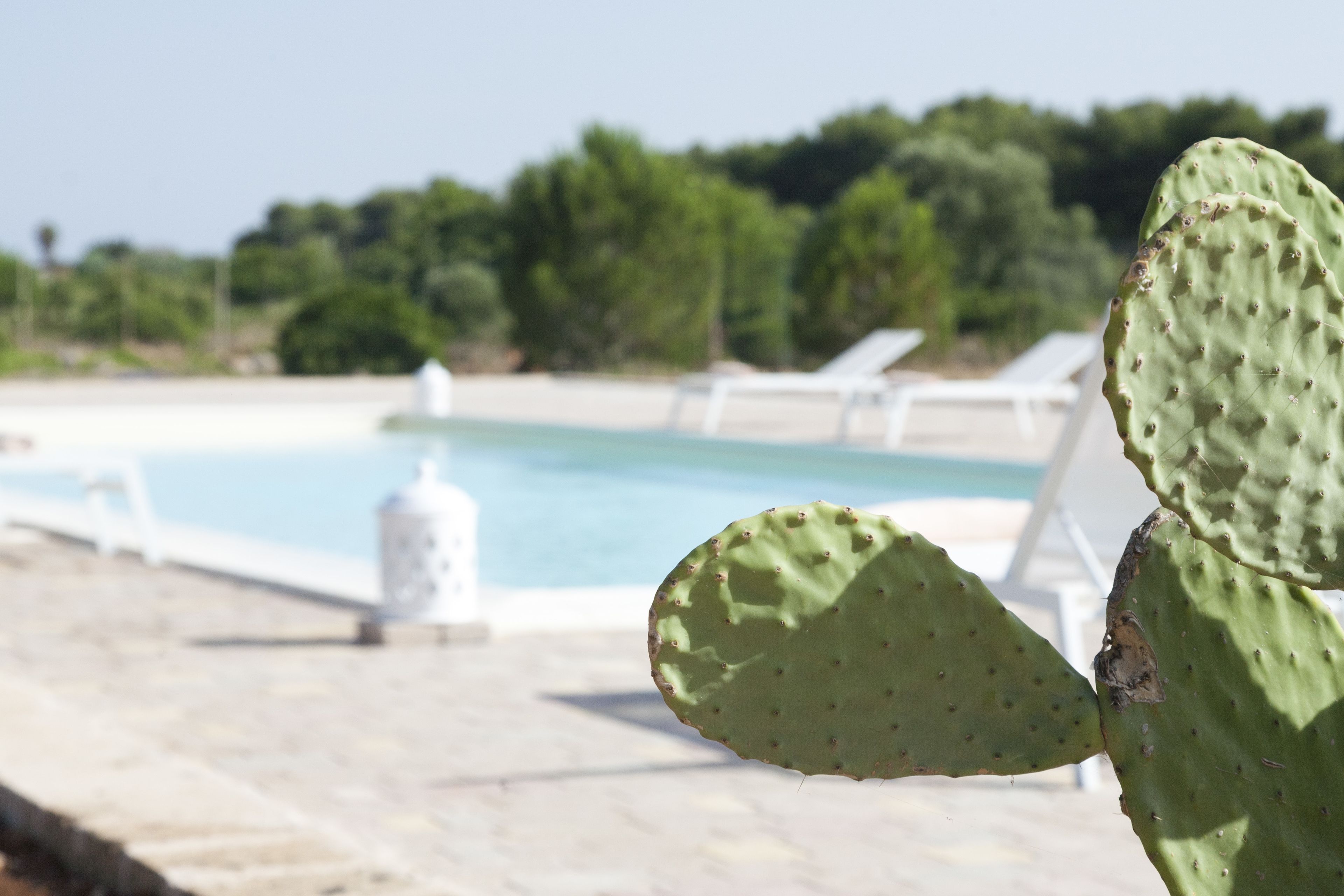 Un cactus in primo piano, con una piscina e lettini prendisole sullo sfondo.