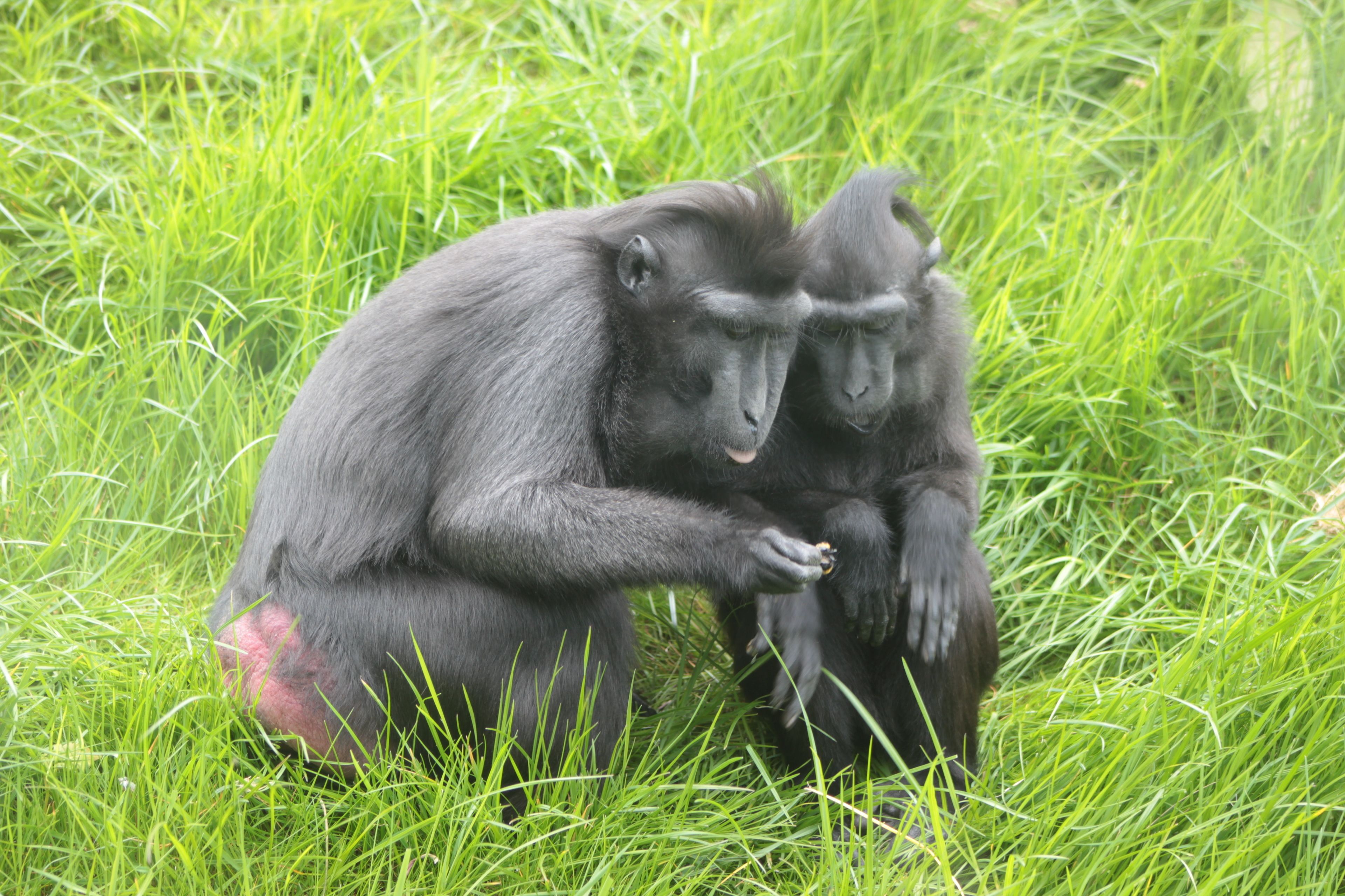 Two monkeys sitting on grass.