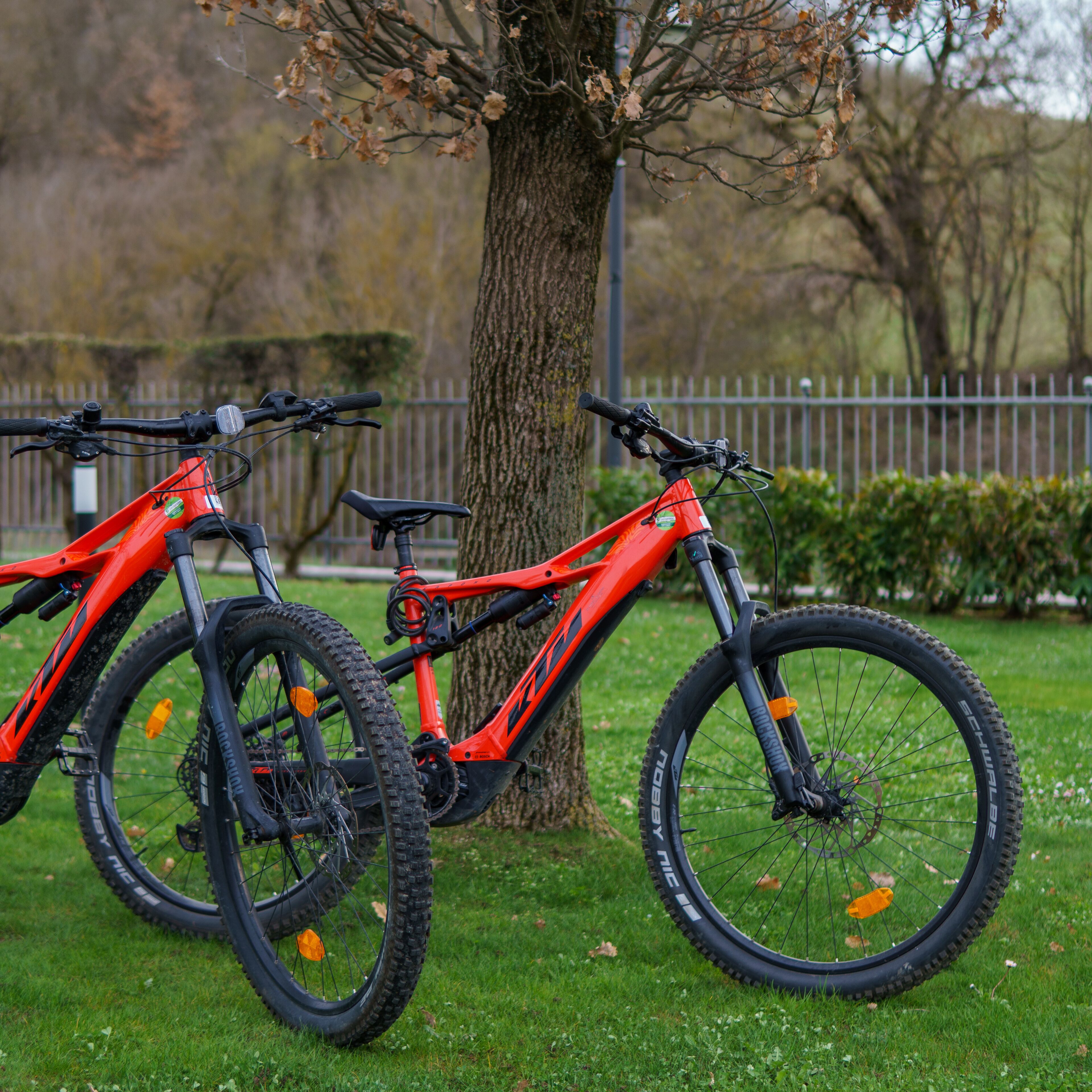 Two bicycles parked next to a tree in a park.