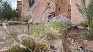 Un edificio de estilo arquitectónico tradicional, con un patio lleno de plantas y un sendero pavimentado.