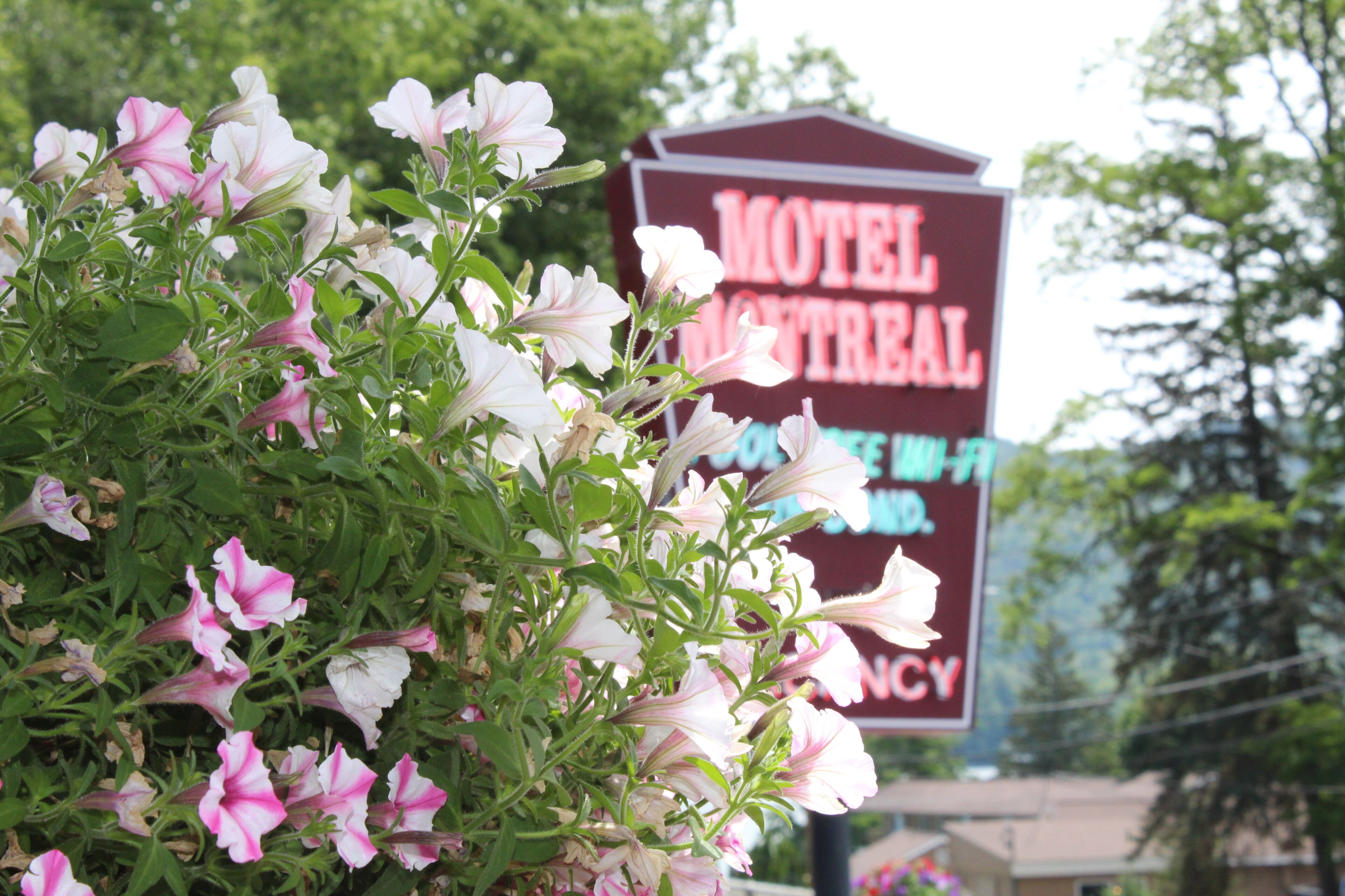A motel sign with the name "Motel Montreal" and a flower bush in the foreground.