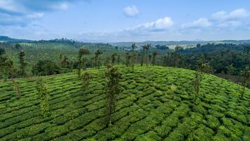A panoramic view of a lush, green tea plantation with terraced fields and scattered trees.
