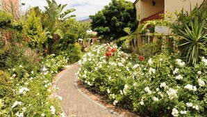 Un sentier de jardin bordé d’une végétation luxuriante et de fleurs blanches, menant à un bâtiment sur lequel on peut lire l’inscription « Casa de la Cultura ».