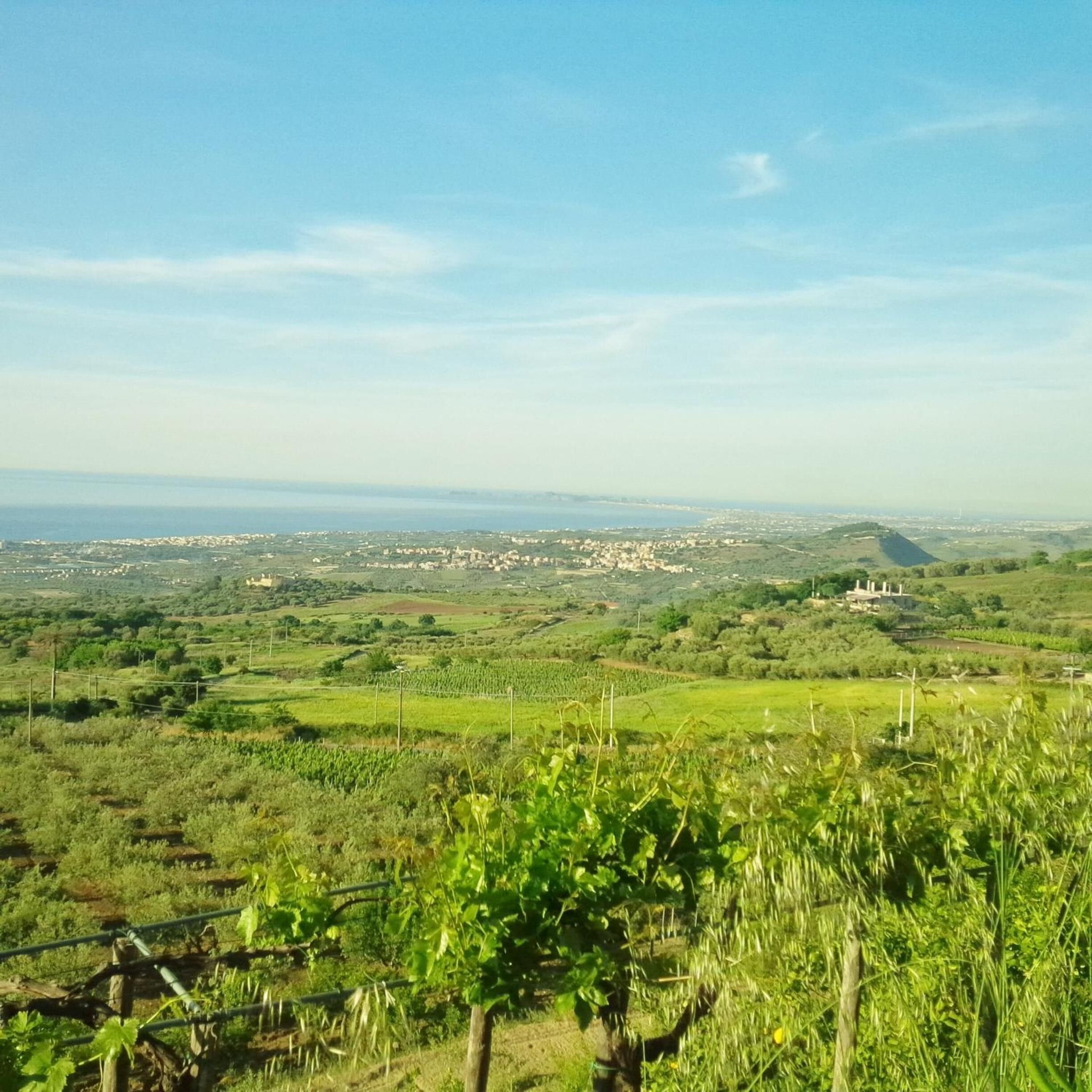 A vineyard with rows of grapevines and a distant view of a town.