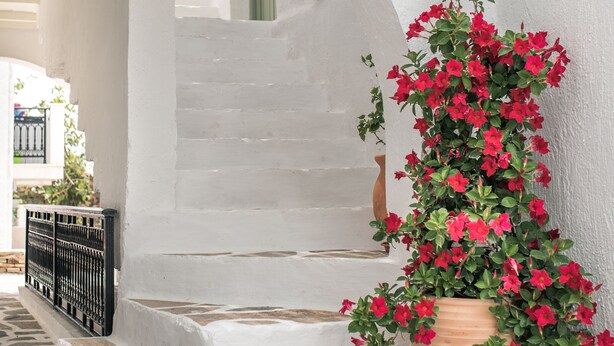 Un edificio de paredes blancas con entrada empedrada de piedra, una planta roja en maceta y un portón de metal negro.