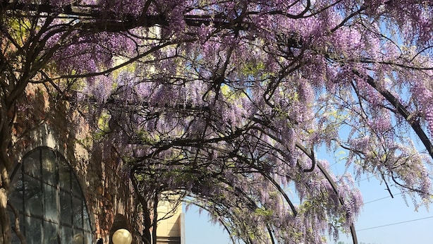 Un passadís amb arbres de flors morades, una paret de maó i testos de terracota.