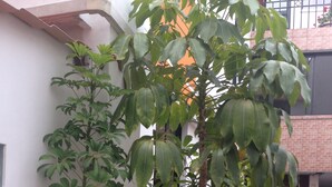 A courtyard with various potted plants and a brick pathway. - Hotel Mediterráneo Quito (Quito)