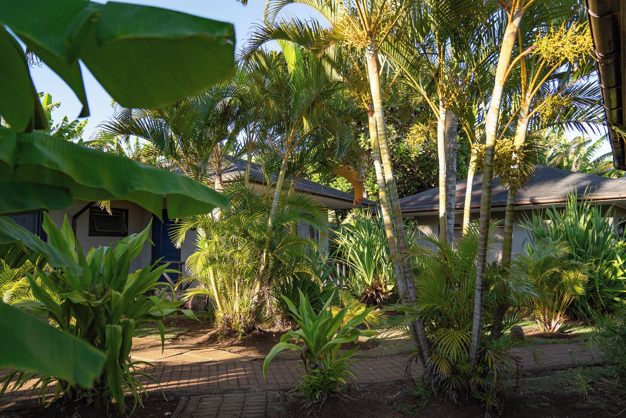 A tropical garden with palm trees, a paved walkway, and a building with a sloped roof.