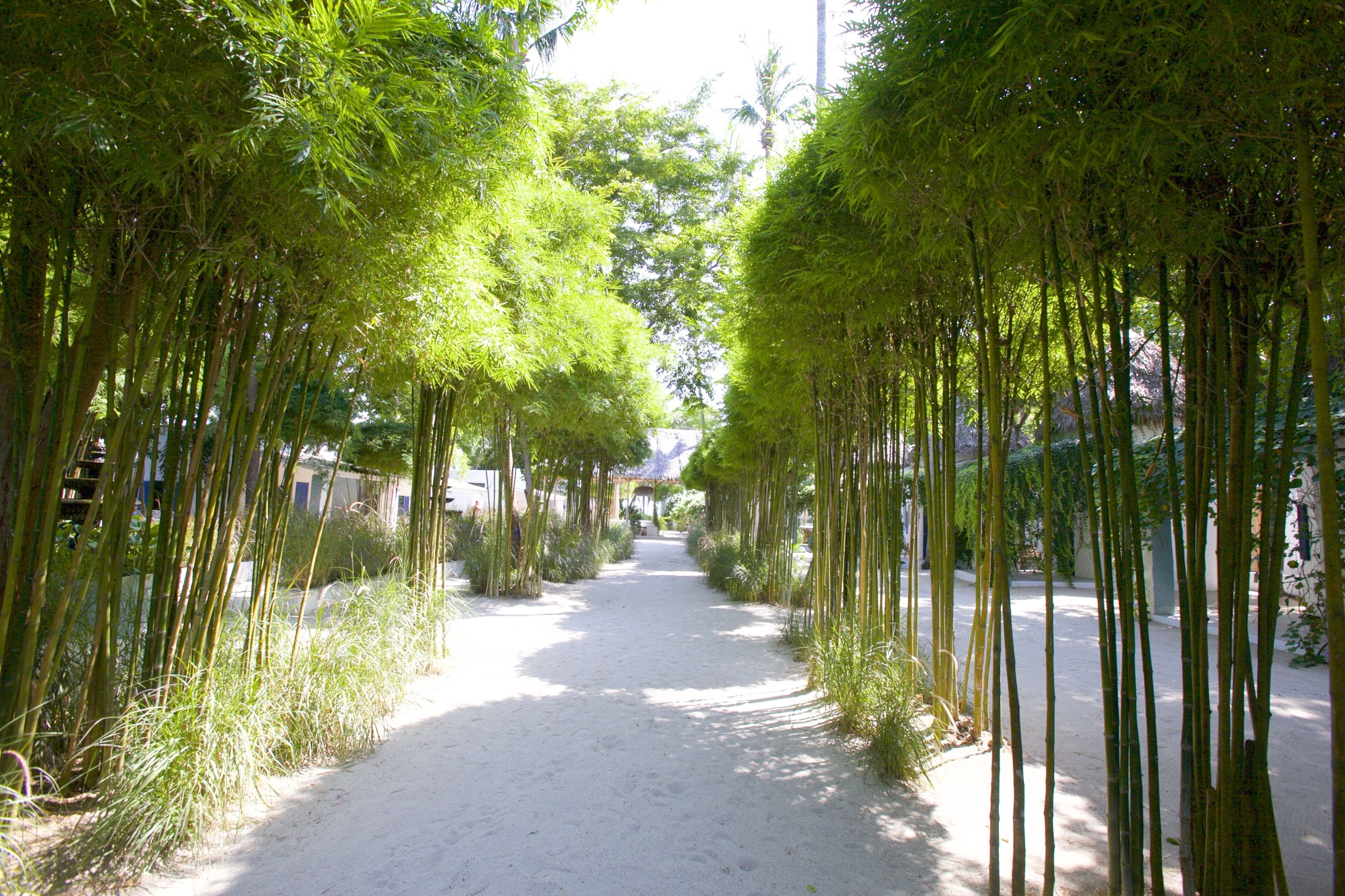 Photo - Lime N Soda Beachfront Resort