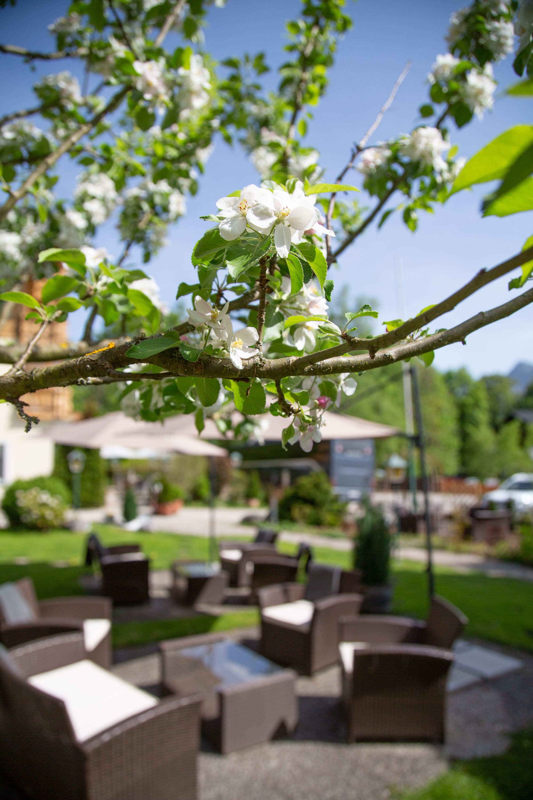 Un patio con mobiliario exterior y un árbol de flores blancas.