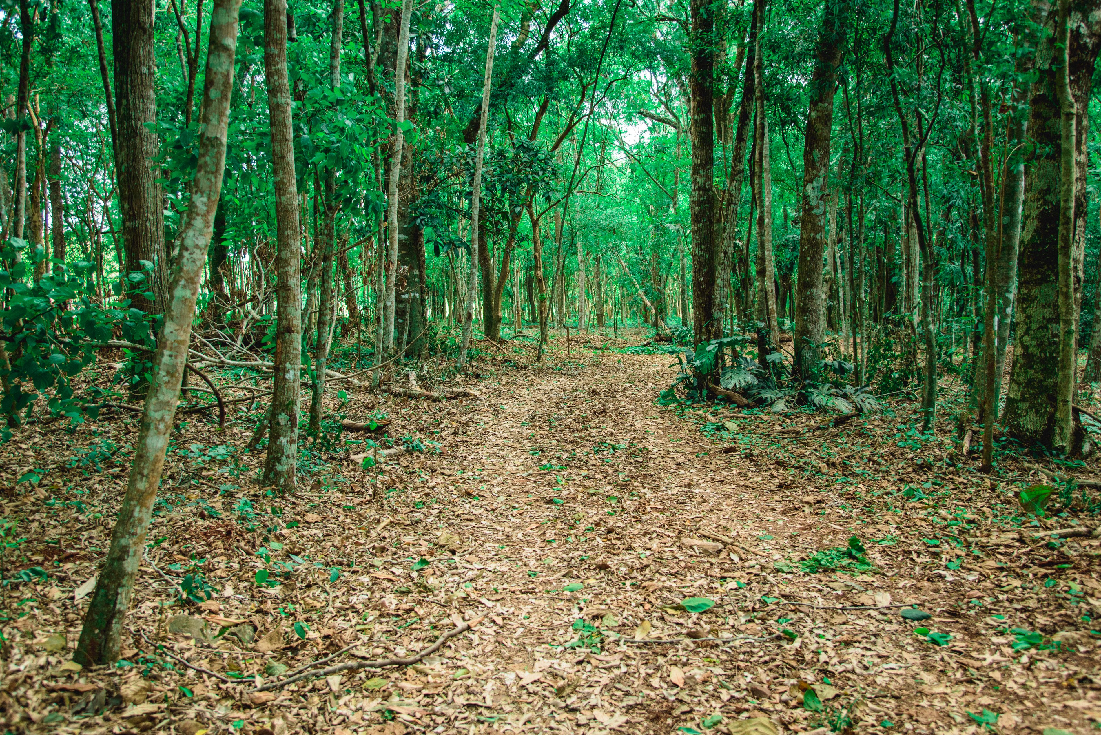 Un sendero en el bosque bordeado de árboles altos y cubierto de hojas secas.