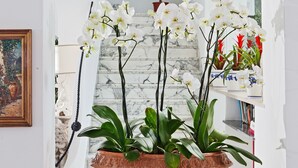 A white arched doorway leading to a staircase with a potted plant and white orchids in the foreground. - Villa San Felice (Capri)