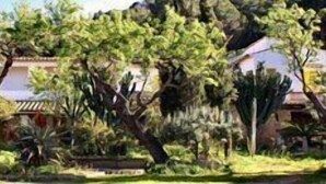 A garden with various trees and a building in the background. - Hostal Residència Catalina Vera (Andraitx)