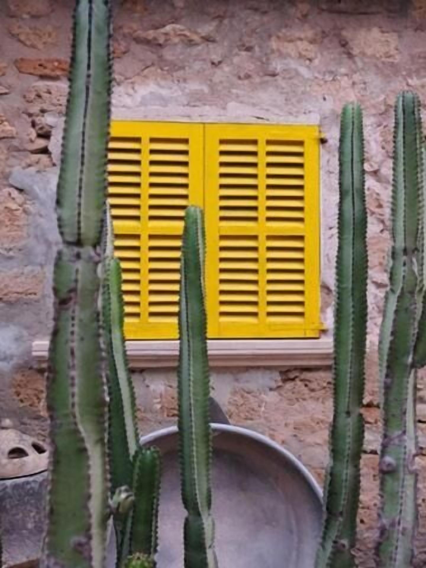 A cactus plant in front of a window with yellow shutters.