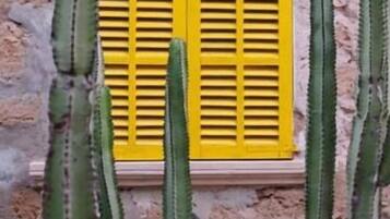 Een cactuss in de voortuin voor een raam met gele luiken.