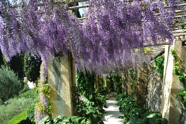 A garden pathway with hanging purple flowers and lush greenery.
