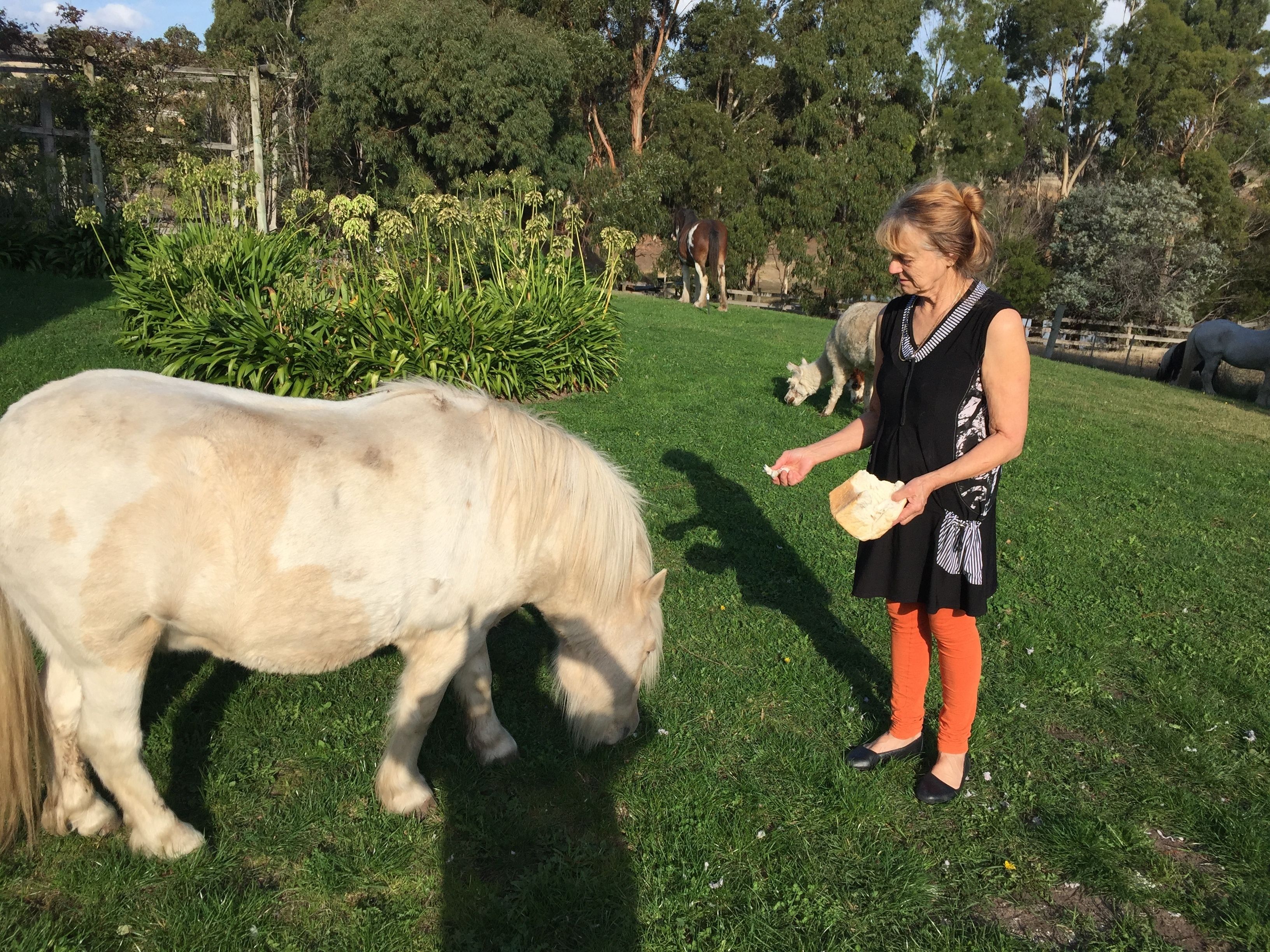 A woman feeding a white horse in a grassy area with trees and other horses in the background.