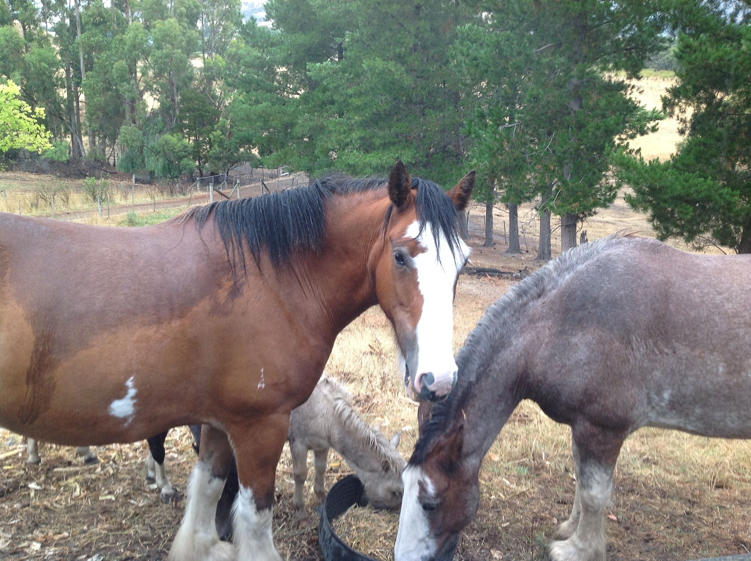 Two horses in a fenced area with trees in the background.