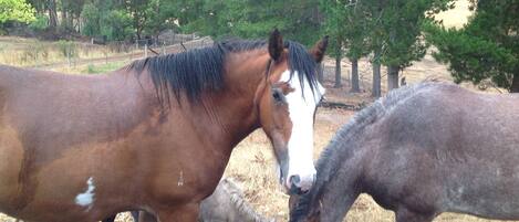 Two horses in a fenced area with trees in the background.