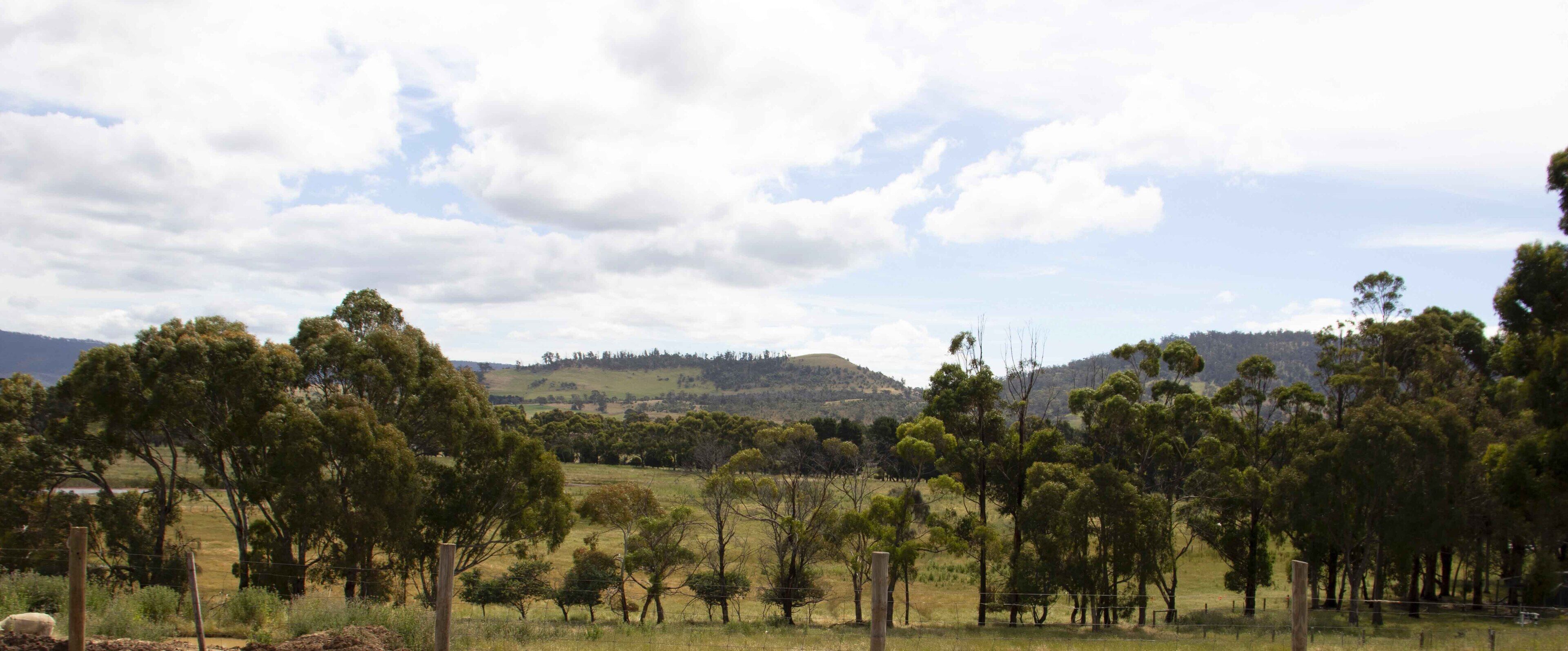 A rural landscape with a variety of trees and a hilly background.