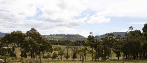 A rural landscape with a variety of trees and a hilly background.
