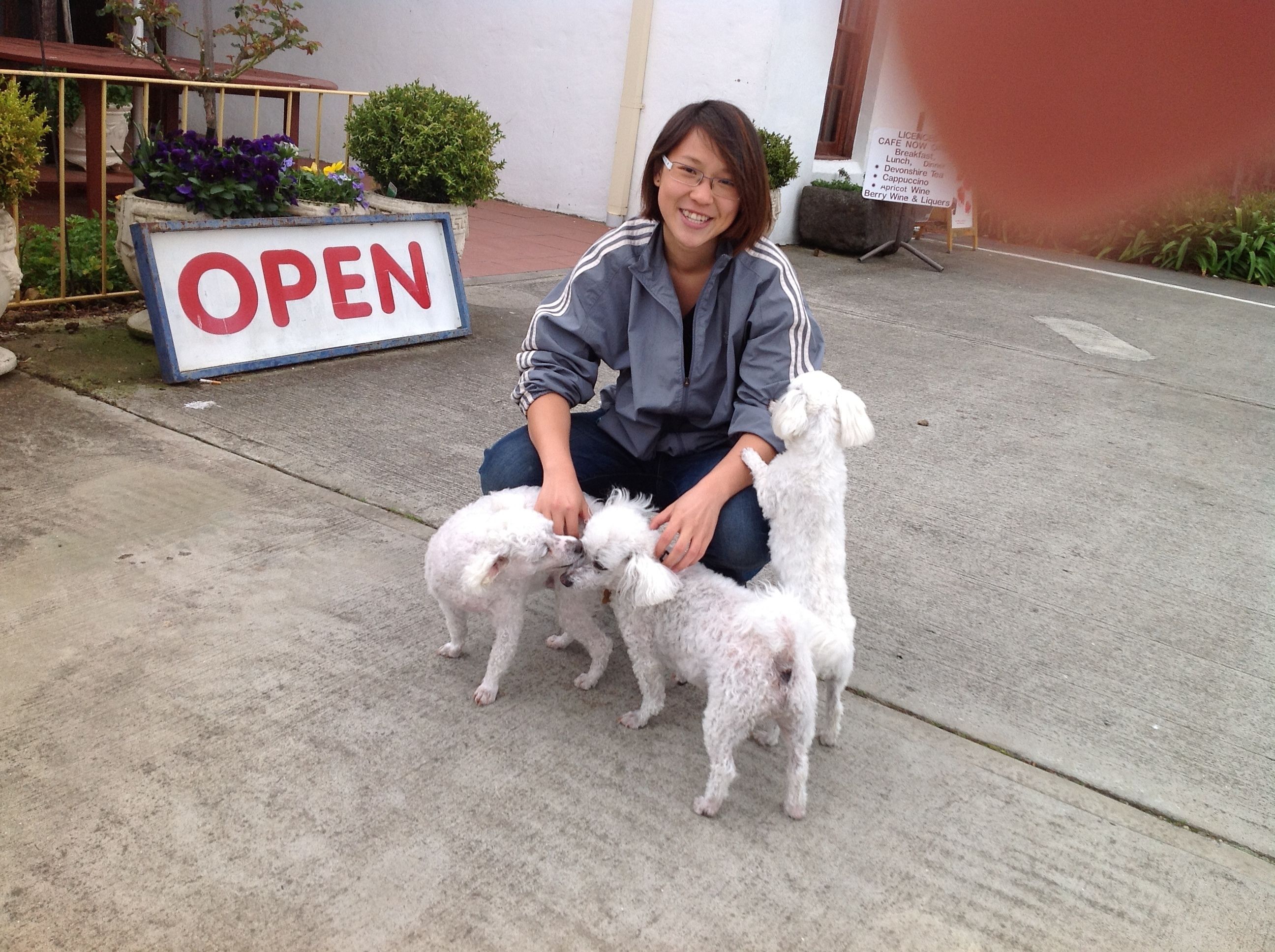 A person sitting on the sidewalk with three small white dogs. There is a sign in the background that says "OPEN".