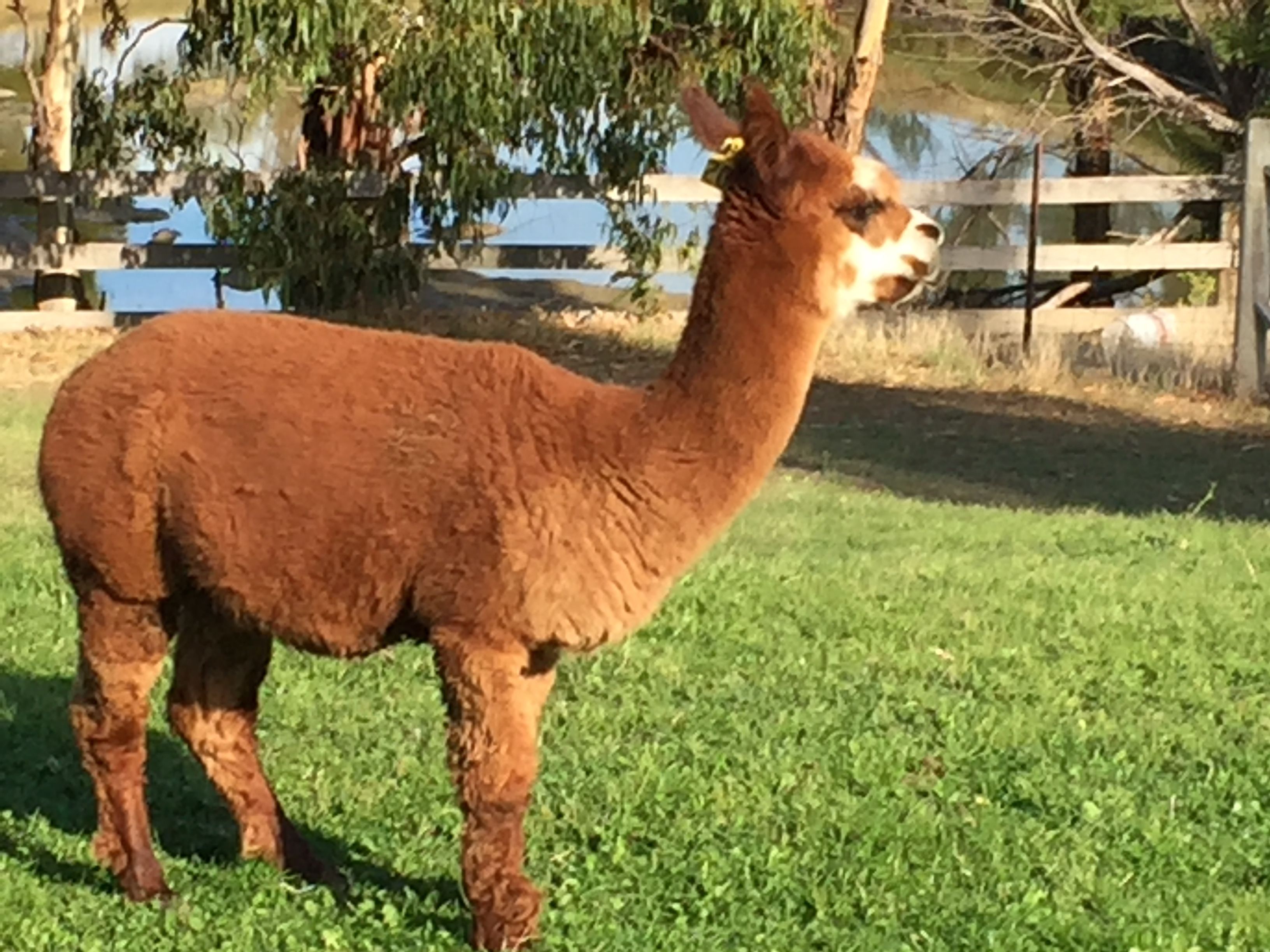 Een lama staat op gras met een houten hek en bomen op de achtergrond.