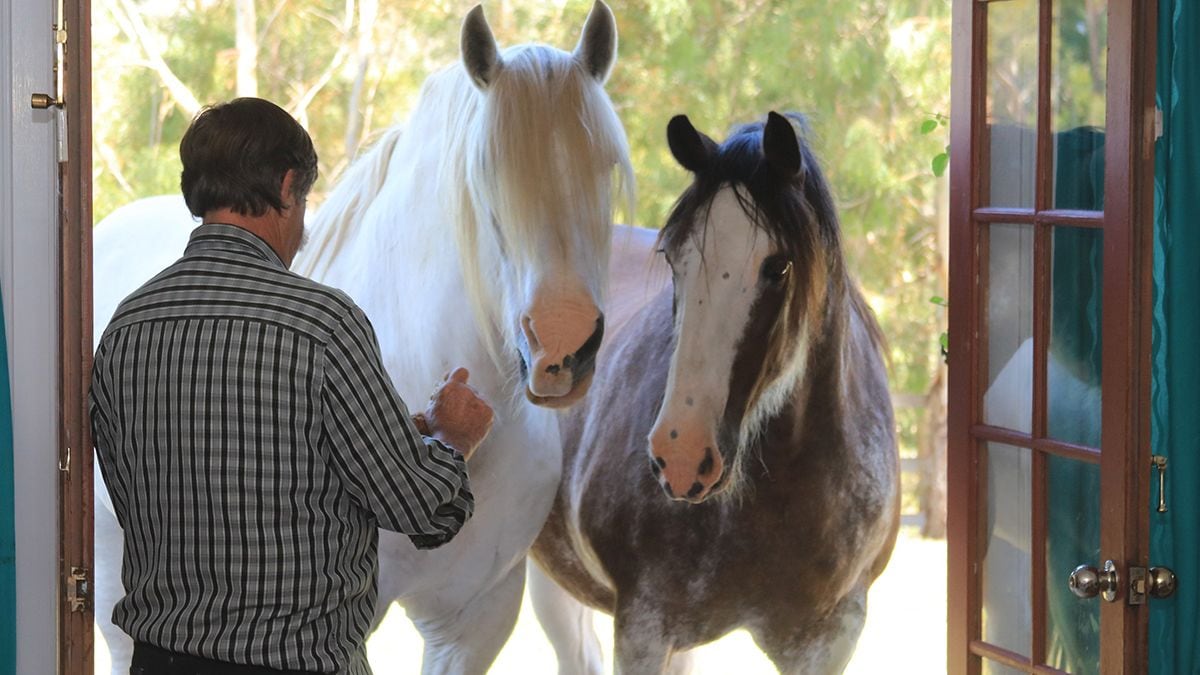 Een man die via een open deur met twee paarden in contact staat.