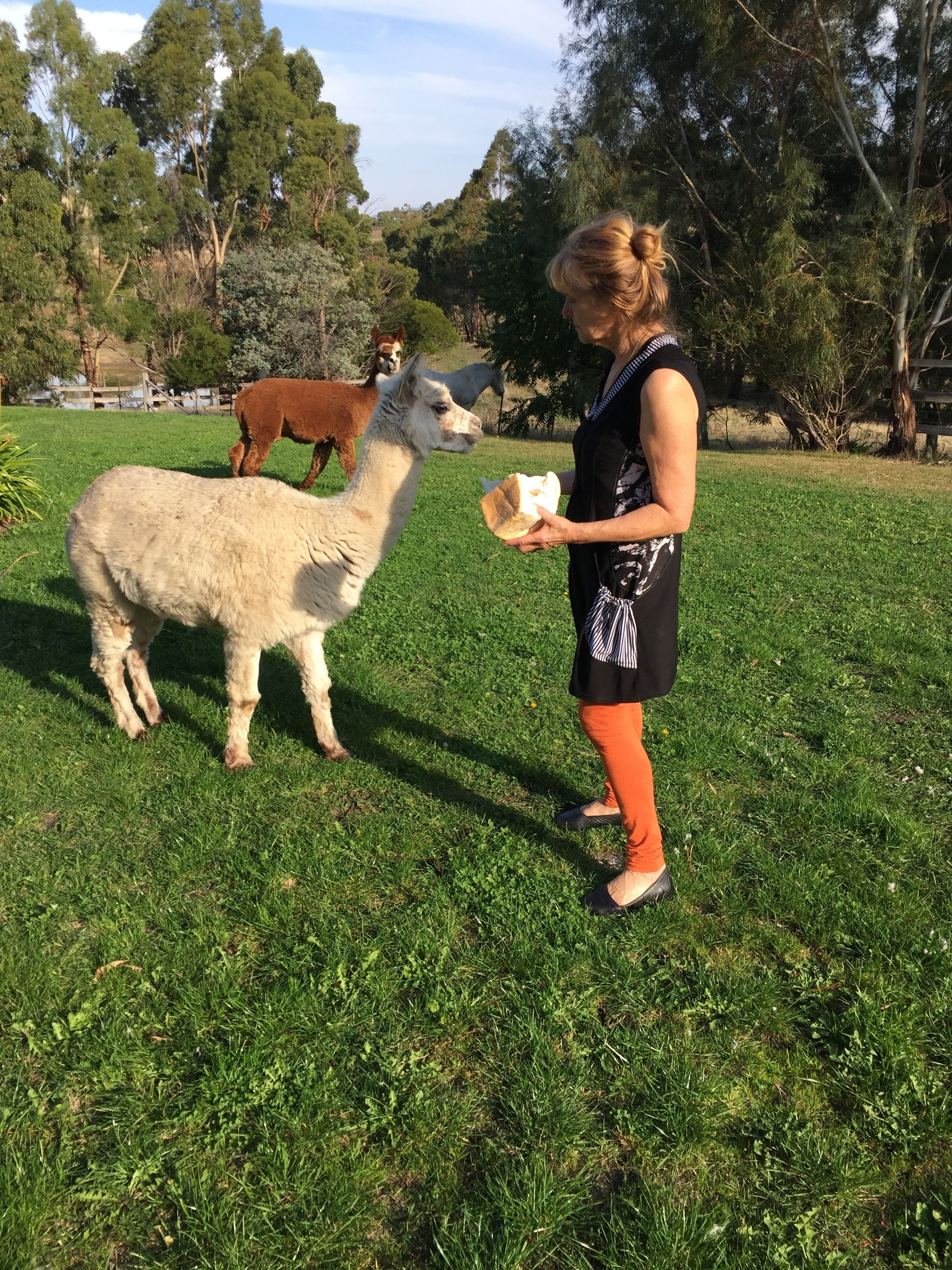 A person feeding a llama in a grassy field with trees in the background.