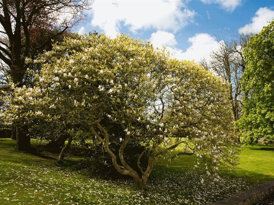 Ein Baum mit weißen Blüten in einem Park.