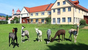 A group of alpacas grazing in a grassy field with a large building in the background. - JUFA Hotel Pöllau (Poellau)