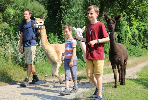 A group of people walking with llamas on a dirt path surrounded by greenery. - JUFA Hotel Pöllau - Self Check-in (Poellau)
