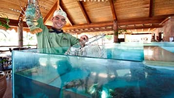 A person holding a net over a large aquarium filled with fish and rocks.