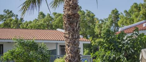Una palmera alta en un patio con un edificio al fondo.