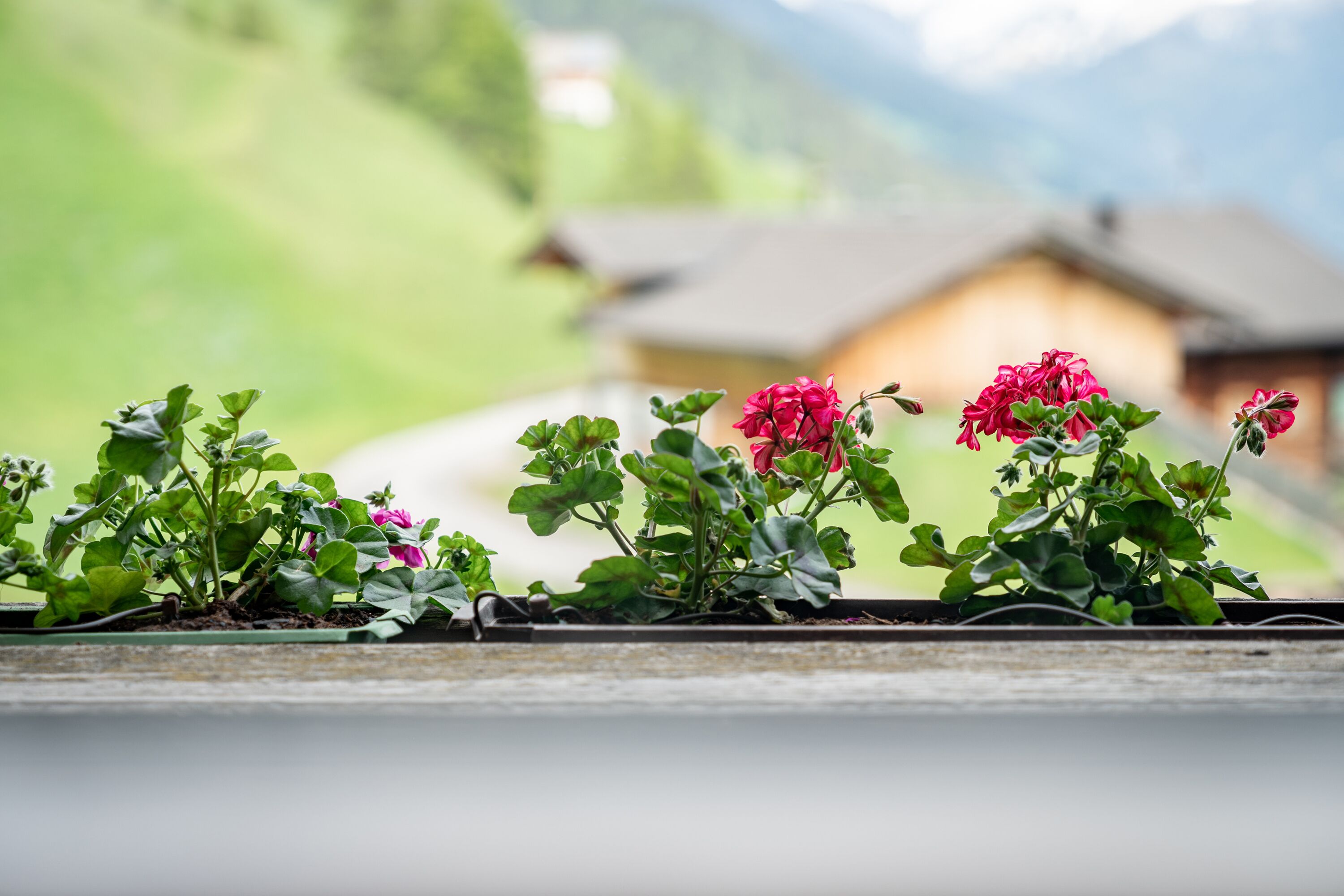 A row of potted geraniums with a blurred background of a house and mountains.