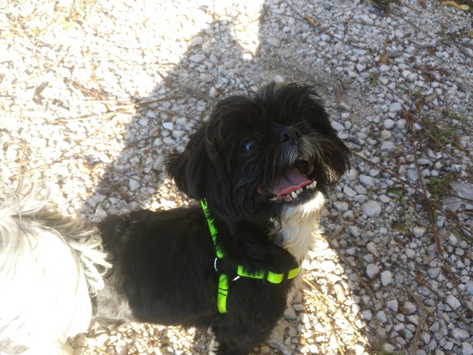Ein kleiner schwarzer Hund mit grünem Halsband steht auf einer Schotterfläche.