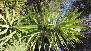 A plant with long, slender leaves in a garden setting. - Gumtree Guest House (Oudtshoorn)