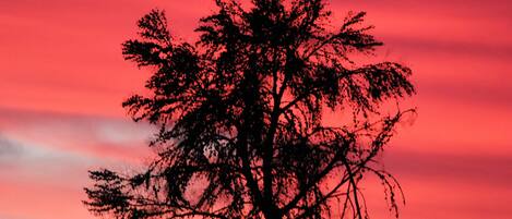 Silhueta de árvore contra um céu vermelho.