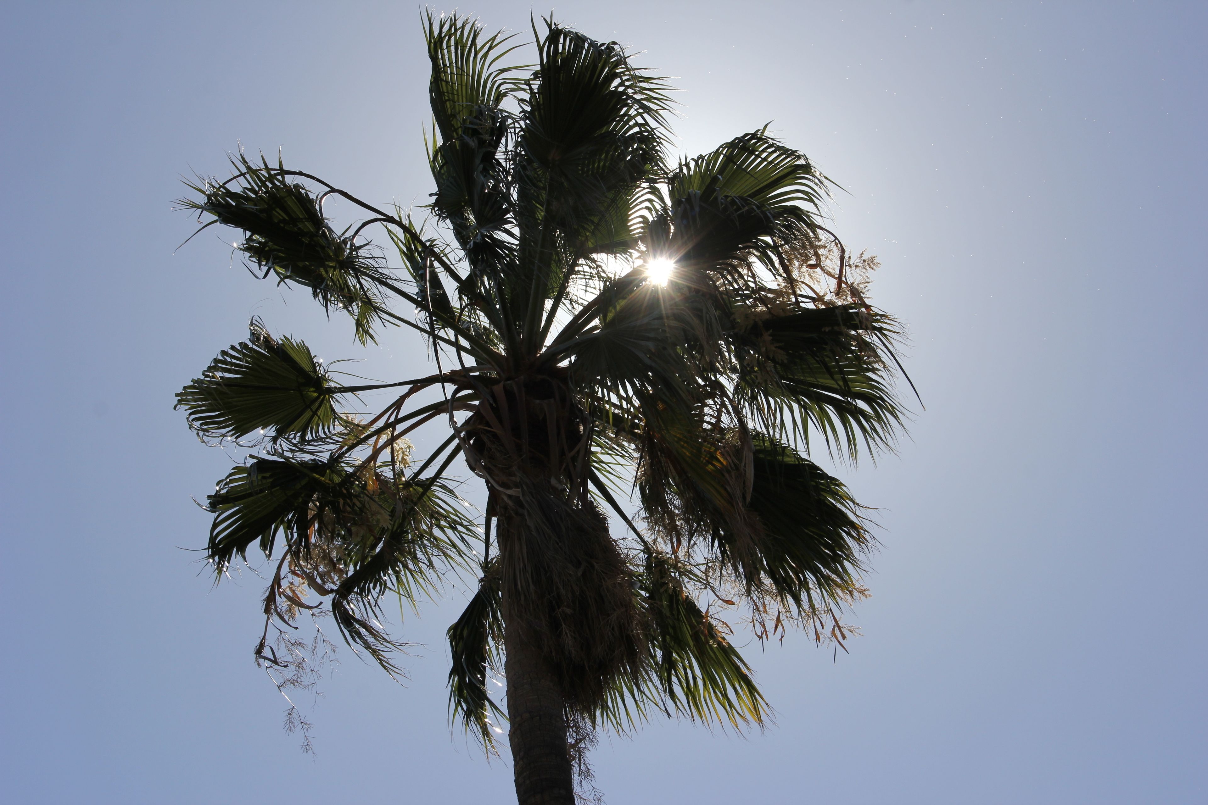 A palm tree with sunlight filtering through its leaves.