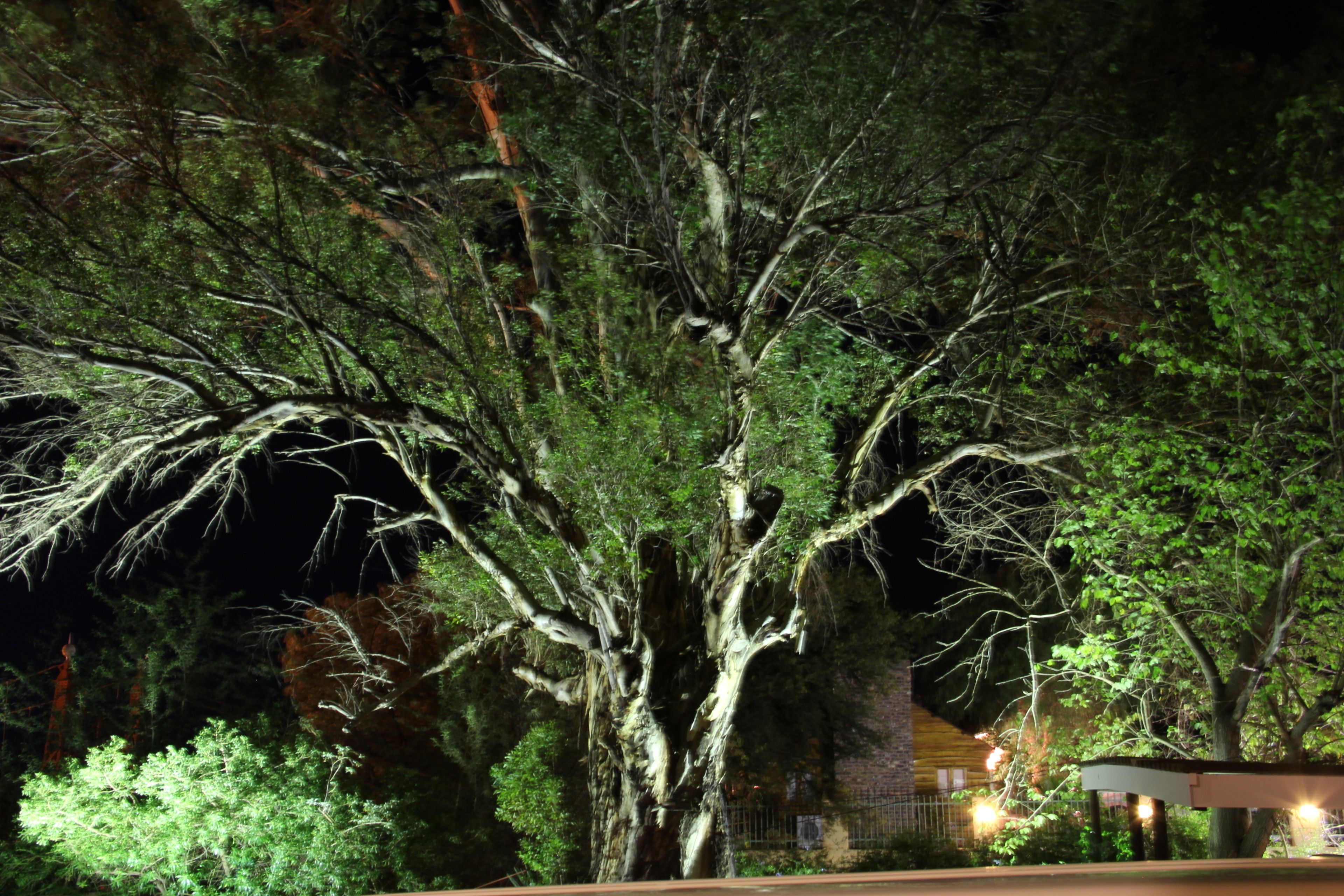 A large tree in a nighttime setting with a building in the background.