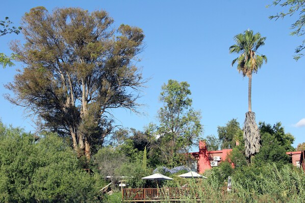A garden area with various trees, including a tall palm tree, and a red building in the background. - Gumtree Guest House (Oudtshoorn)