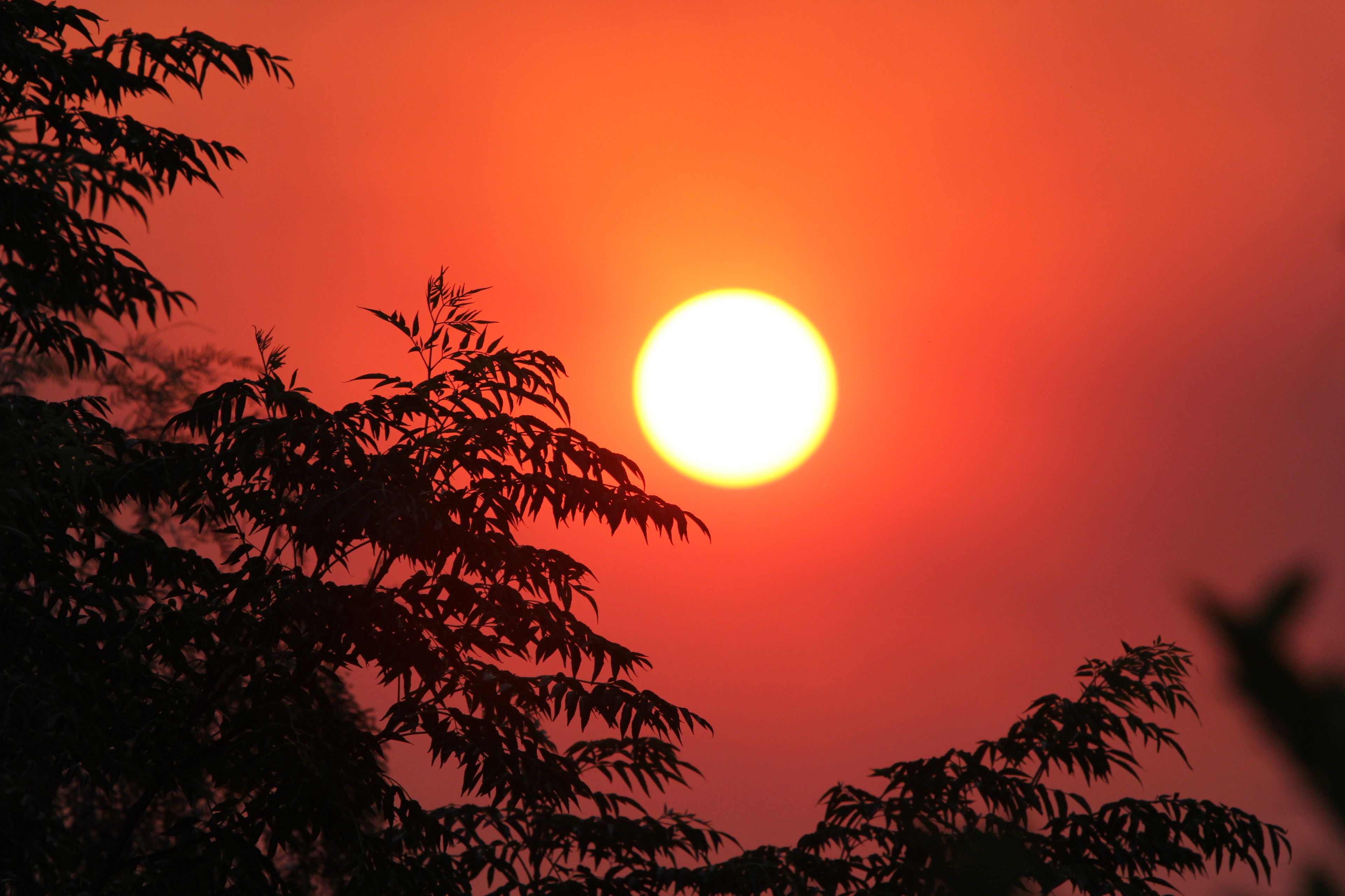 Un atardecer con el sol parcialmente oculto por las ramas de árboles.