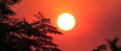 Un atardecer con el sol parcialmente oculto por las ramas de árboles.